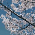 「音符梦想」充满活力的J-POP能量
