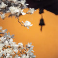 高雅禅修｜古筝古曲·茶室瑜伽古寺静心乐