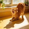 爵士·懒洋洋的春困与复苏