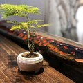 古典纯音—舒心雅韵，清心自然