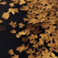 『寂夜吟唱』🍂宁静间的淡淡忧伤