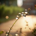 「悠扬晨曦」朝露下的轻音乐