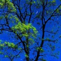【古风旋律】轻抚心弦的古典情怀