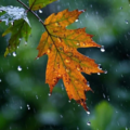 呼吸适配细雨｜雨天白噪音舒缓催眠轻音乐