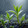雨声白噪音丨枕雨而眠 聆听自然原生态声音