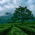 『自然之声』：助眠安抚之曲