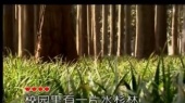 水杉林 (KTV版)